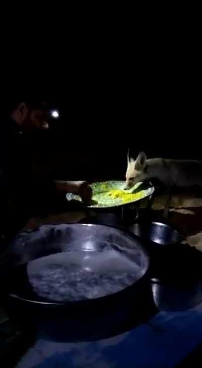 a fennec was a little hungry and decided to have a meal with a human