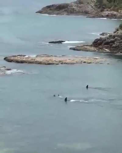 Fast Orcas, Slow Children.