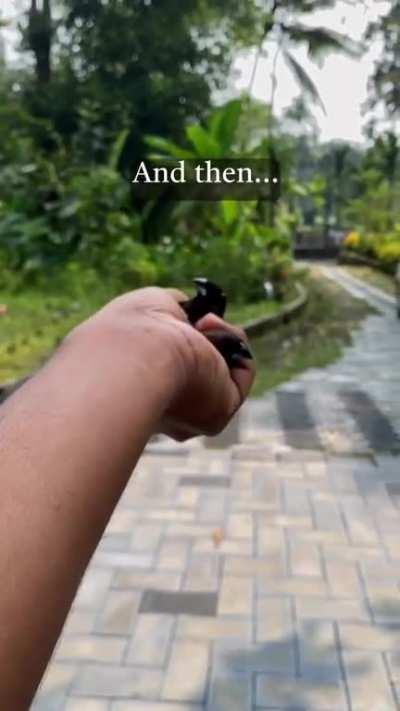 Birds trapped in the window pane.