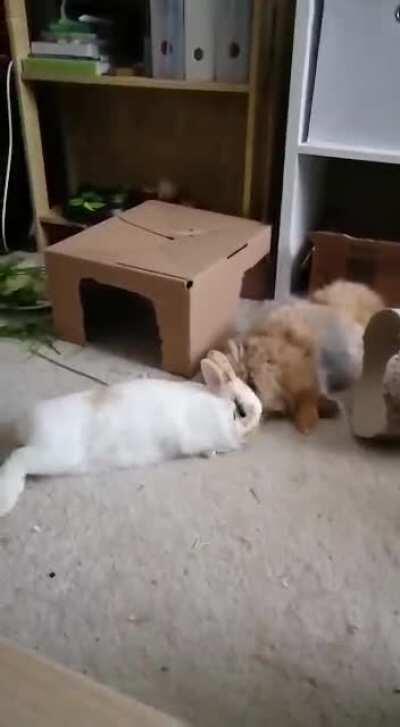 My bunny Milly flopped a little too hard