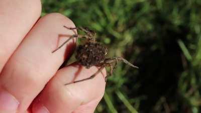 Wild Wolf mom with spiderlings on her back!