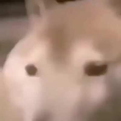 boonk boonk boonk boonk