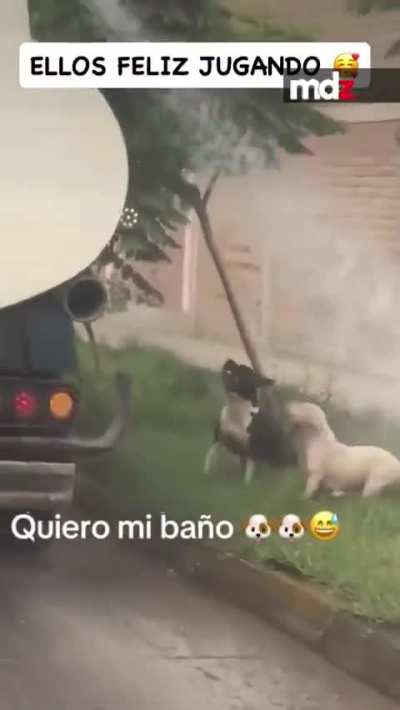 Un camión cisterna refrescó a dos perritos, en medio de la extenuante ola de calor.
