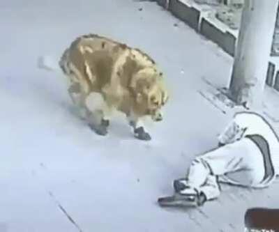 eu sempre acreditei no ataque de gatos voadores