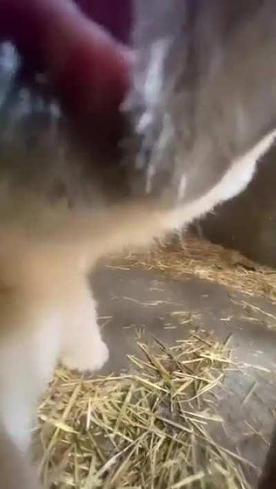🔥Up Close with a Baby Polar Bear🐻‍❄