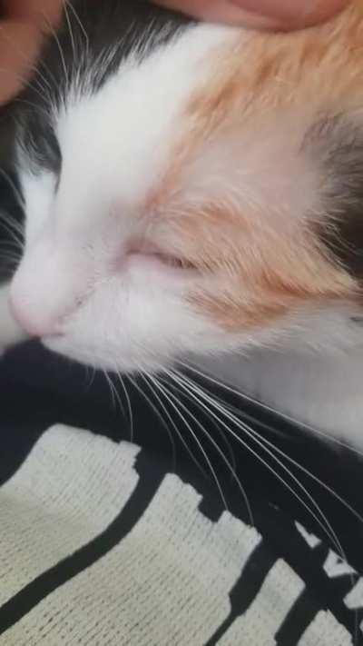 Who do I talk to about my cat missing a muffler? She sounds like a straight piped V8!