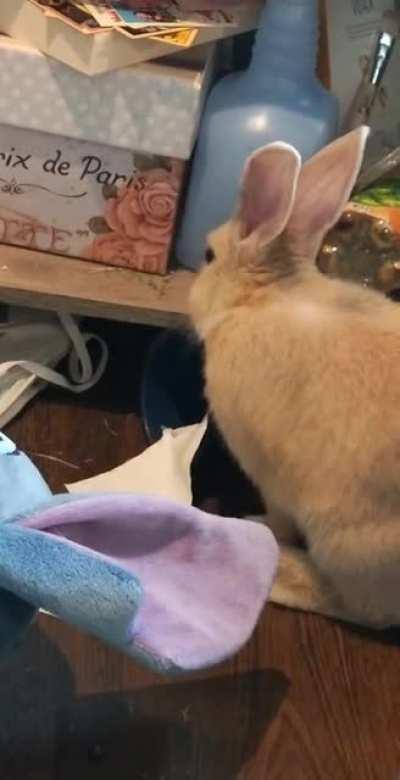 what it's actually like having rabbits