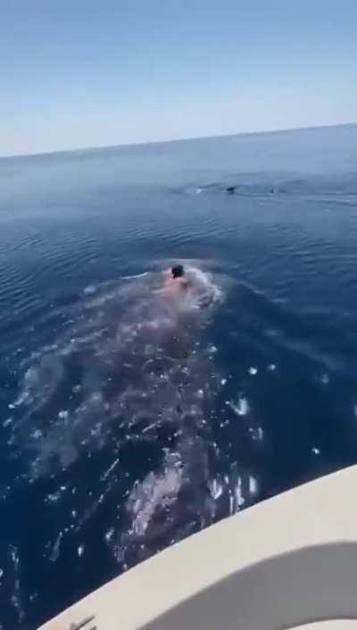 Mount Riding increased to 60