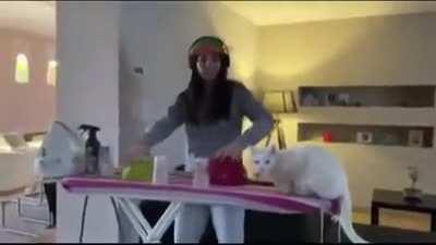 the disco kitties need me