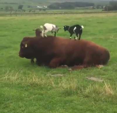 Getting trampled by baby goats
