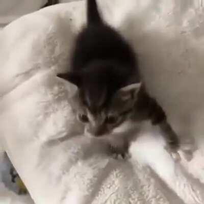 He ain’t gonna pet himself