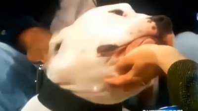 They are such a misunderstood breed...