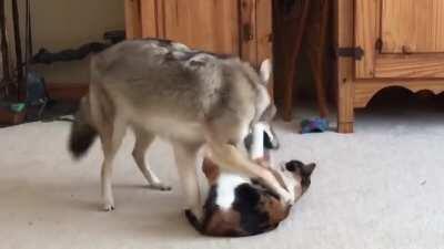 Coyote Plays With Cat