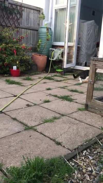 Leo pouncing on Ollie