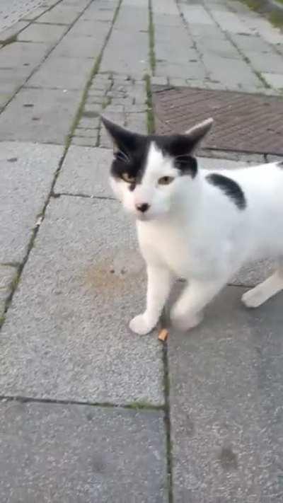 Least National Croat Cat 🇭🇷🇭🇷