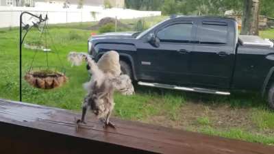 Someone abandoned this bird and this person found and adopted it, this is the bird's reaction now