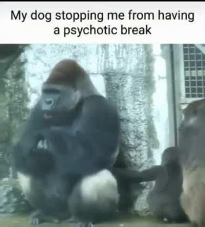 Goodnight my little shitlings