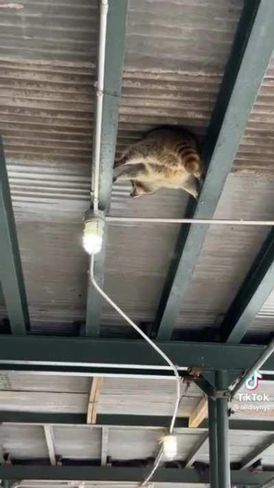 Mission Impossible: Trash Panda