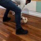 BrUtAL OwNeR LaUnChEs HiS CaT AcRoSS tHe RooM