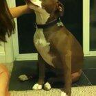 Good doge can't handle the pressure of getting his nails trimmed.