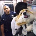 Subway Corgi in a backpack