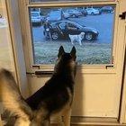 That tail droop when the doggo’s date left