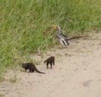 hornbill vs mongoose