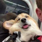 Corgi falling asleep on the train