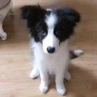 At least he tried it