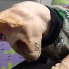 A hairless cat with no eyes enjoying a good eye socket scratching