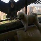 🔥 Condors show up in apartment window in Chile 🔥