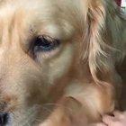 Done brushing your dog? Birds love using the hair to build nests. Set aside one birdfeeder to fill with hair.