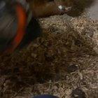 When mama is not there, doggo takes care