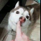 Dog has a unique howl