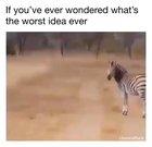 if you've ever wondered what's the worst idea ever