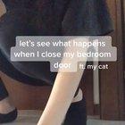 A cat reacts to her owner leaving her alone