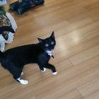 Hitcat breaks the targets neck.