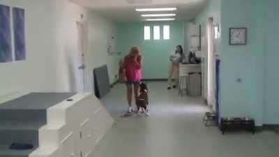 Quadriplegic Dog, Sammi, Walks Again