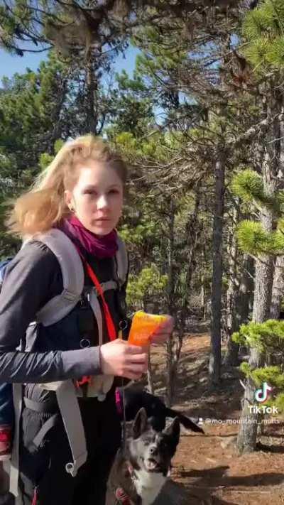 Getting 15 dogs to pose for a photo