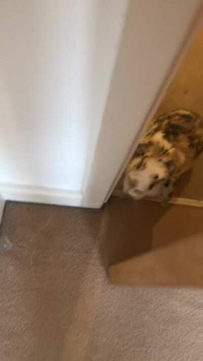 Does anyone else have a stalker bun. Even does this when I close the bedroom door, true horror vibes when you’re sleeping 😂