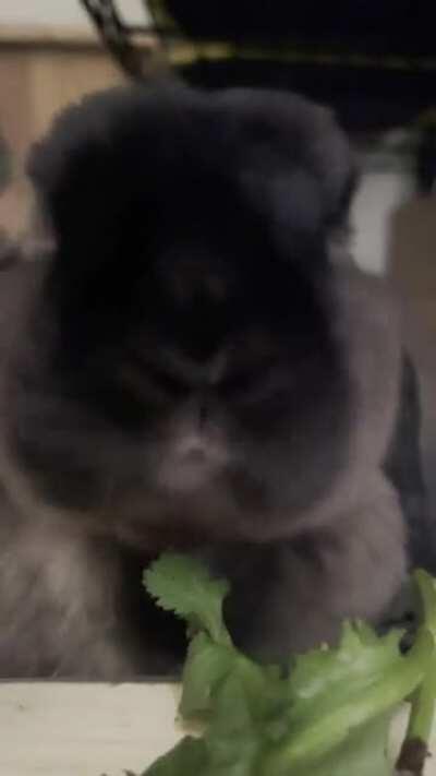 Cilantro Noms (ASMR included)