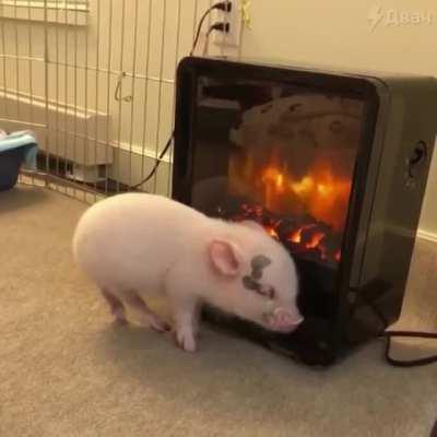 dePreSsED pIgLEt TrieS tO IMmOlAte ItseLf For thE bACon gOds