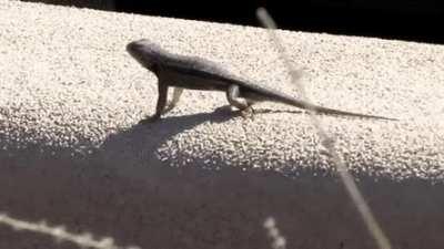 Lizards communicate by doing push-ups.