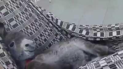 Burrinho balançando na rede