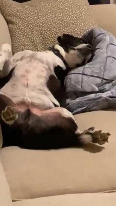 A hard day at work, and this is the first thing you can see when you come home.