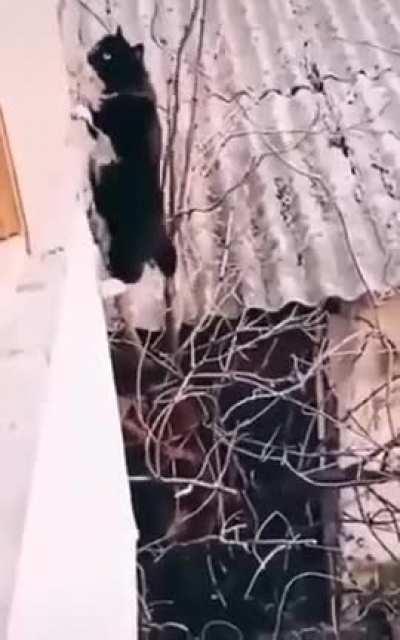 Hitman cat in training