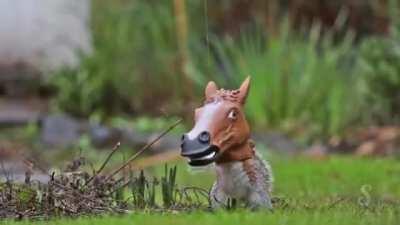 Horse Head Squirrel Feeder