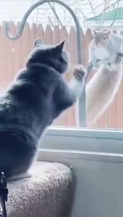 How to expain 'glass' to a cat?