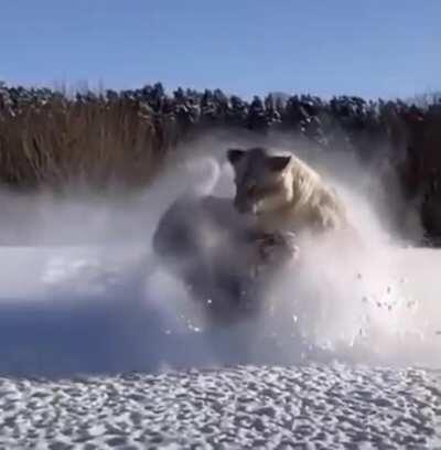 🔥 Cats will be cats