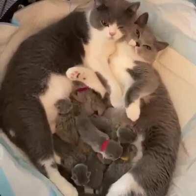 просто милые котики. ничего больше.